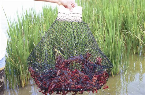The closed crawfish traps, on the other hand, come in a very unique design. The design is set to allow the crawfish to come into the net but prevents them from coming out at all. Closed crawfish traps are often harder to use. However, they can be left lying in the sea or water for a longer time than the open crawfish traps.